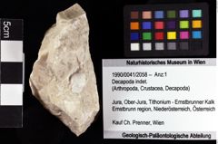 Foto (Objket + Etiketten) von Decapoda indet. 